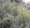 Berberis nevinii